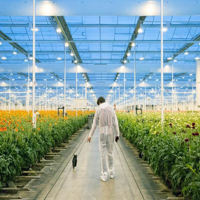 Bom preço. Sistema solar da estufa de aço sustentável clara ajustável do filme on-line