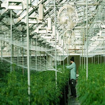 Bom preço. Estrutura de montagem solar galvanizada da estufa de aço inoxidável on-line