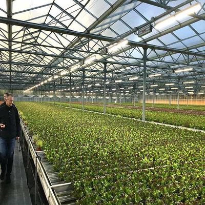 Bom preço. Espessura da estufa 2.0mm 2.5mm da energia solar da agricultura da resistência de corrosão on-line
